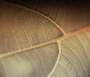 Preview wallpaper leaf, line, surface, plant