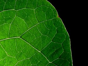 Preview wallpaper leaf, lines, black background