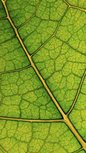 Preview wallpaper leaf, lines, veins, macro, green