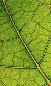 Preview wallpaper leaf, lines, veins, macro, green