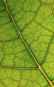 Preview wallpaper leaf, lines, veins, macro, green