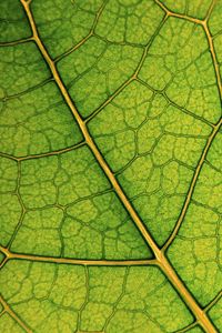 Preview wallpaper leaf, lines, veins, macro, green