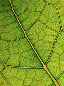 Preview wallpaper leaf, lines, veins, macro, green