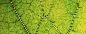 Preview wallpaper leaf, lines, veins, macro, green