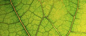 Preview wallpaper leaf, lines, veins, macro, green