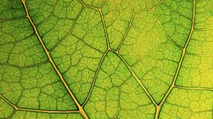 Preview wallpaper leaf, lines, veins, macro, green
