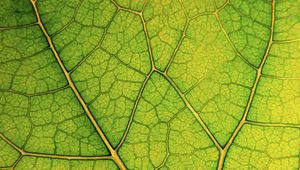 Preview wallpaper leaf, lines, veins, macro, green