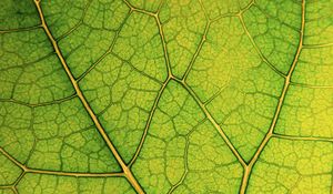 Preview wallpaper leaf, lines, veins, macro, green