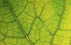 Preview wallpaper leaf, lines, veins, macro, green