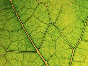 Preview wallpaper leaf, lines, veins, macro, green