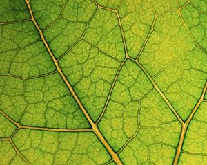 Preview wallpaper leaf, lines, veins, macro, green