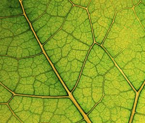 Preview wallpaper leaf, lines, veins, macro, green
