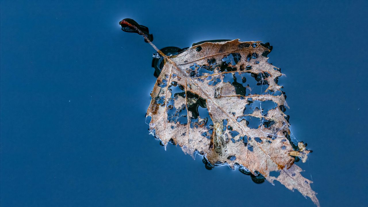 Wallpaper leaf, macro, autumn, spots, wet