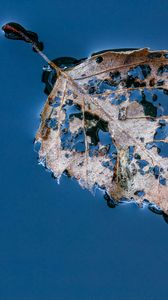 Preview wallpaper leaf, macro, autumn, spots, wet
