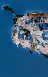 Preview wallpaper leaf, macro, autumn, spots, wet