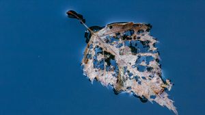Preview wallpaper leaf, macro, autumn, spots, wet