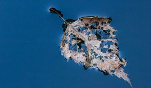 Preview wallpaper leaf, macro, autumn, spots, wet