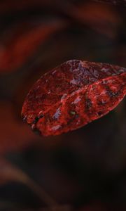 Preview wallpaper leaf, macro, autumn, blur