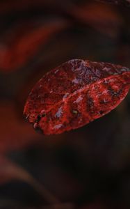 Preview wallpaper leaf, macro, autumn, blur