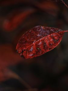 Preview wallpaper leaf, macro, autumn, blur