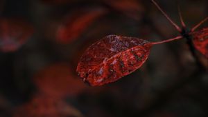 Preview wallpaper leaf, macro, autumn, blur