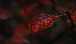 Preview wallpaper leaf, macro, autumn, blur