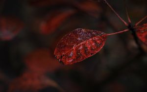 Preview wallpaper leaf, macro, autumn, blur