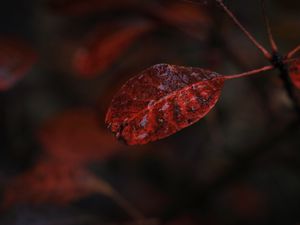 Preview wallpaper leaf, macro, autumn, blur