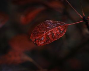 Preview wallpaper leaf, macro, autumn, blur