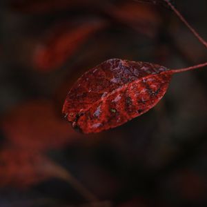 Preview wallpaper leaf, macro, autumn, blur
