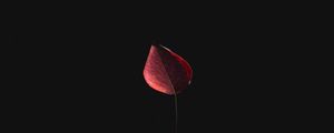 Preview wallpaper leaf, macro, autumn, black