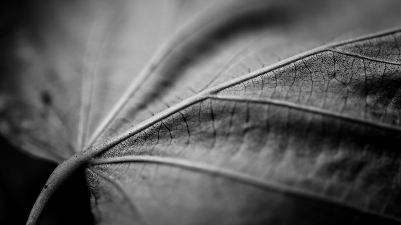 Wallpaper leaf, macro, black and white, veins