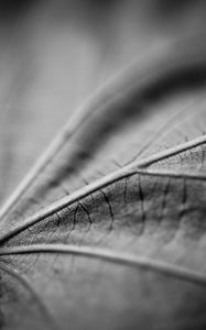 Preview wallpaper leaf, macro, black and white, veins