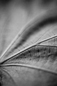 Preview wallpaper leaf, macro, black and white, veins