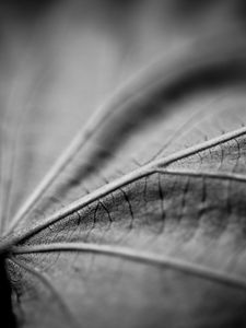 Preview wallpaper leaf, macro, black and white, veins