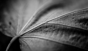 Preview wallpaper leaf, macro, black and white, veins