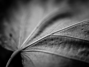 Preview wallpaper leaf, macro, black and white, veins