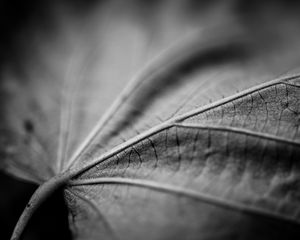 Preview wallpaper leaf, macro, black and white, veins