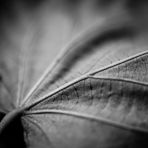 Preview wallpaper leaf, macro, black and white, veins
