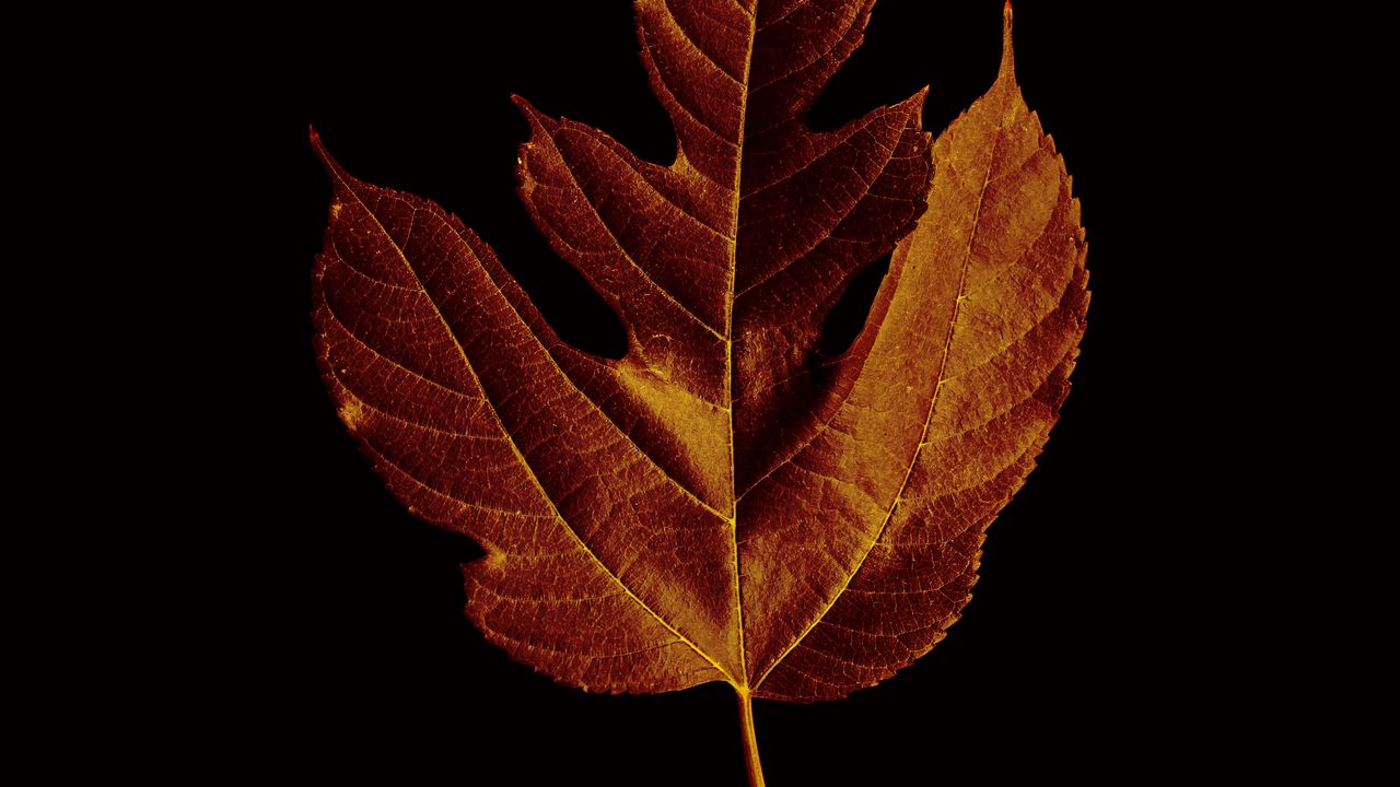Wallpaper leaf, macro, brown hd, picture, image