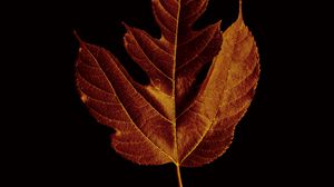 Preview wallpaper leaf, macro, brown