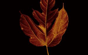 Preview wallpaper leaf, macro, brown