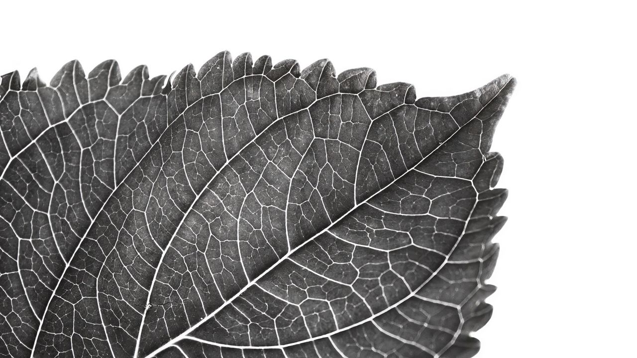 Wallpaper leaf, macro, bw