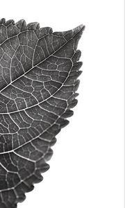 Preview wallpaper leaf, macro, bw