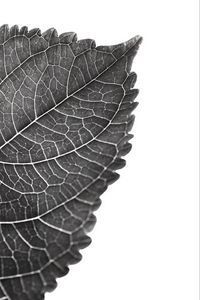 Preview wallpaper leaf, macro, bw
