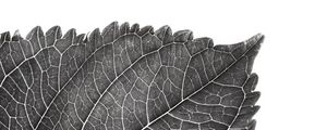 Preview wallpaper leaf, macro, bw