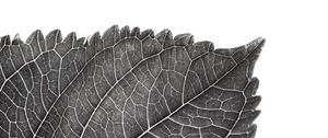 Preview wallpaper leaf, macro, bw