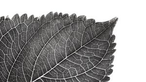 Preview wallpaper leaf, macro, bw