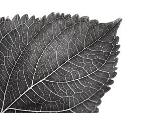 Preview wallpaper leaf, macro, bw
