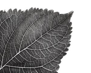 Preview wallpaper leaf, macro, bw
